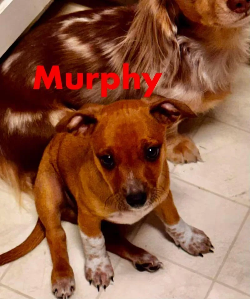 M&M Puppies thumbnail 4