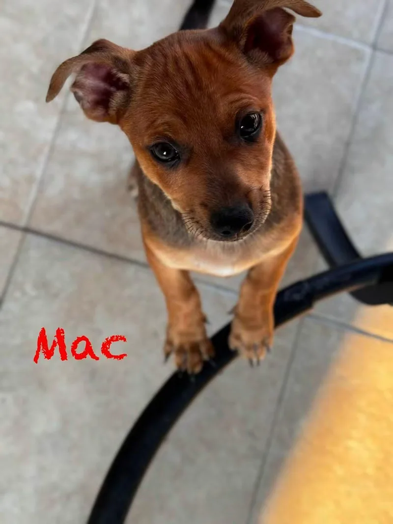 M&M Puppies thumbnail 5