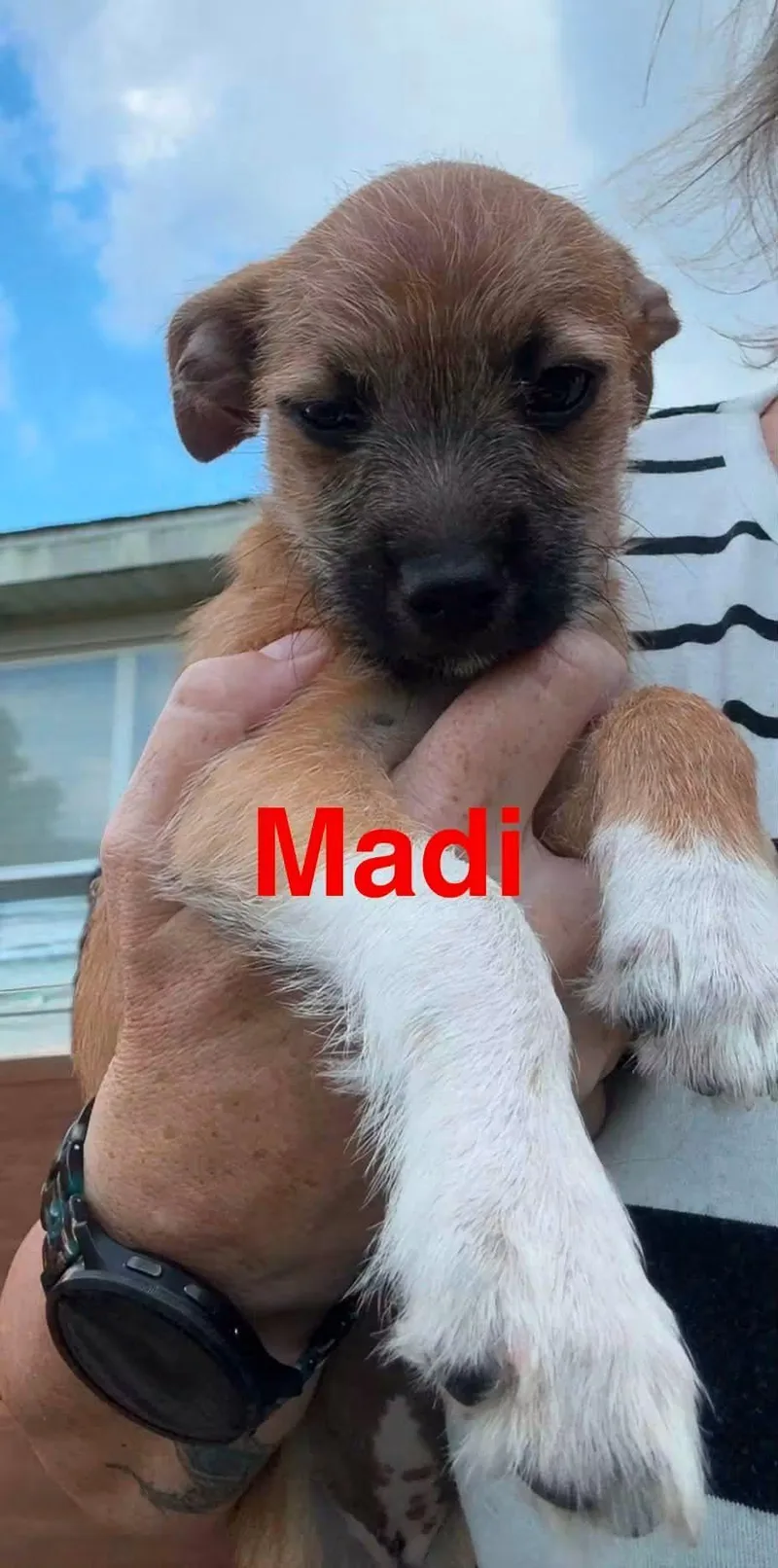 M&M Puppies thumbnail 6