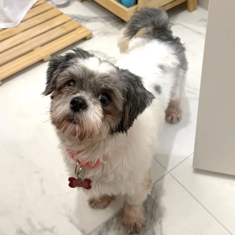 An adult small-sized female Shih Tzu dog named Lolita for adoption in Brooklyn, NY