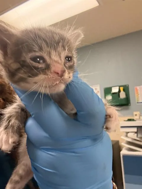 A baby small-sized male Domestic Short Hair cat named Potter for adoption in Riverside, CA
