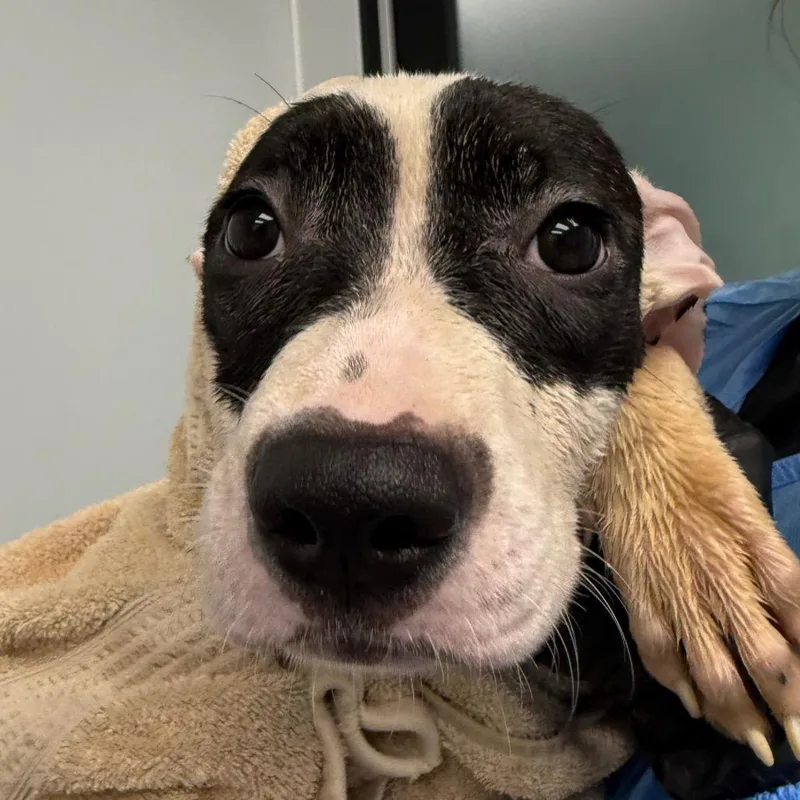 A baby medium-sized female White / Cream Terrier dog named Winifred for adoption in Abilene, TX