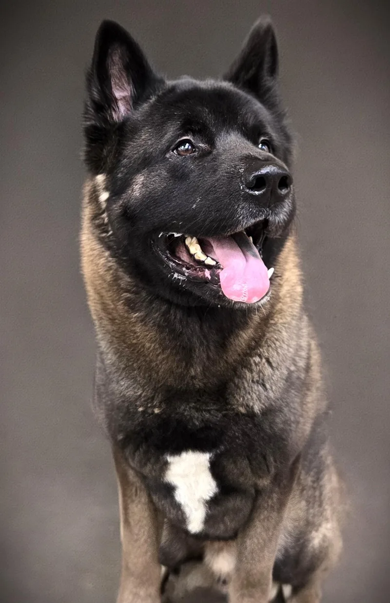 A young large-sized male Akita dog named Shoyu for adoption in Los Angeles, CA