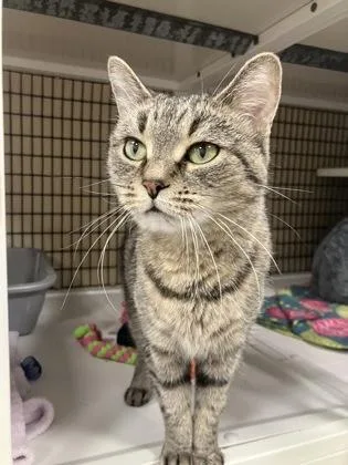A senior medium-sized female Tabby (Brown / Chocolate) Domestic Short Hair cat named Tylle for adoption in Neenah, WI