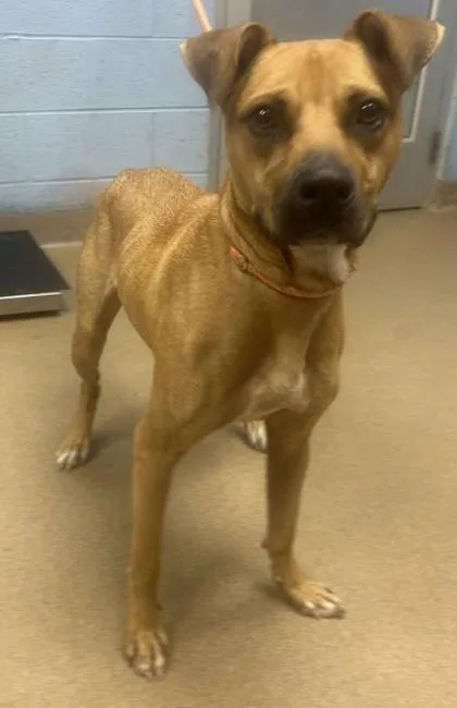 An adult large-sized male Mixed Breed dog named Brody for adoption in Chamblee, GA