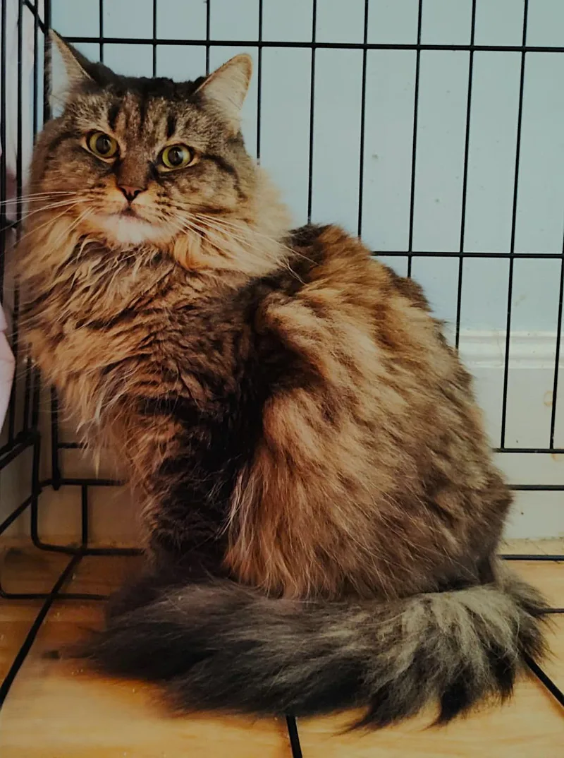 An adult large-sized female Domestic Long Hair cat named Bobo for adoption in New Bedford, MA