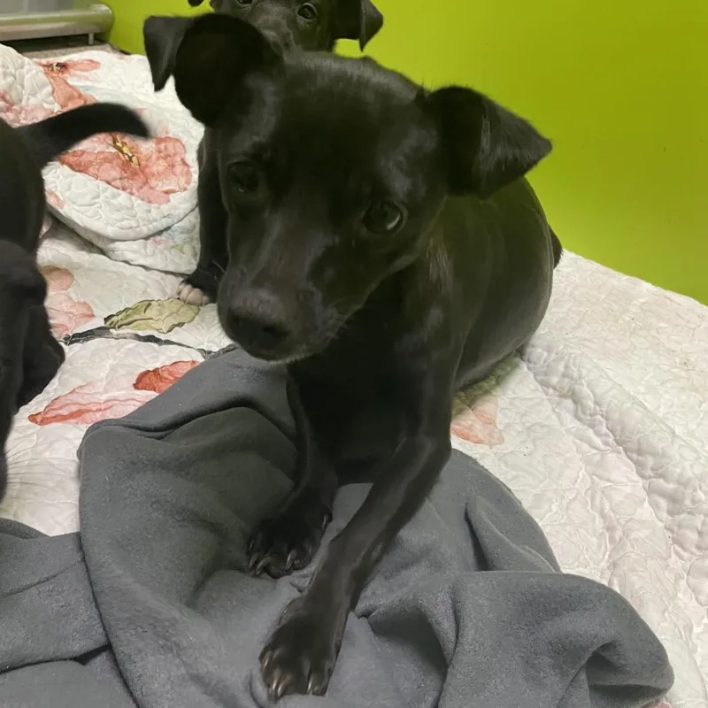 An adult small-sized female Chihuahua dog named Raven for adoption in Spokane, WA