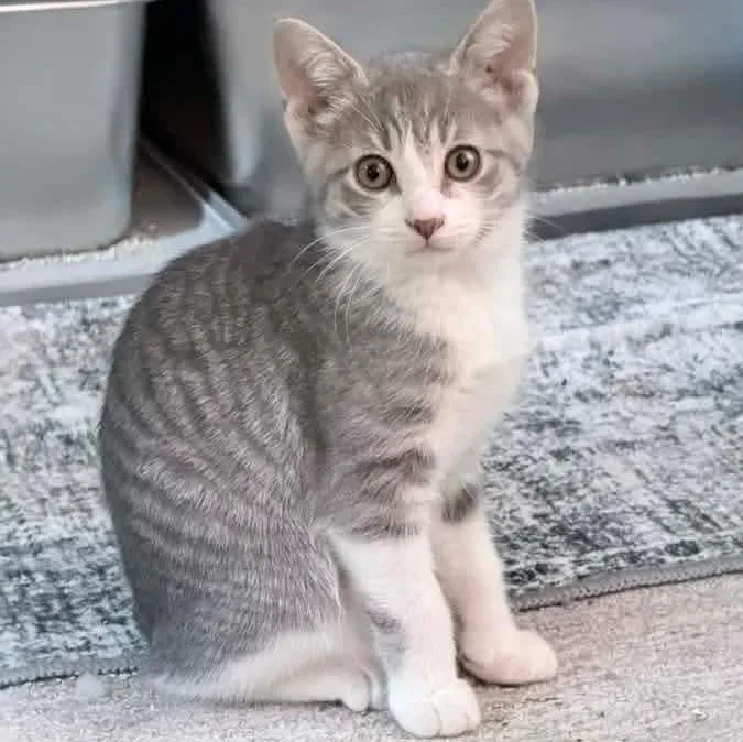 A baby medium-sized female Tabby (Gray / Blue / Silver) Domestic Short Hair cat named Heron for adoption in Kentwood, MI