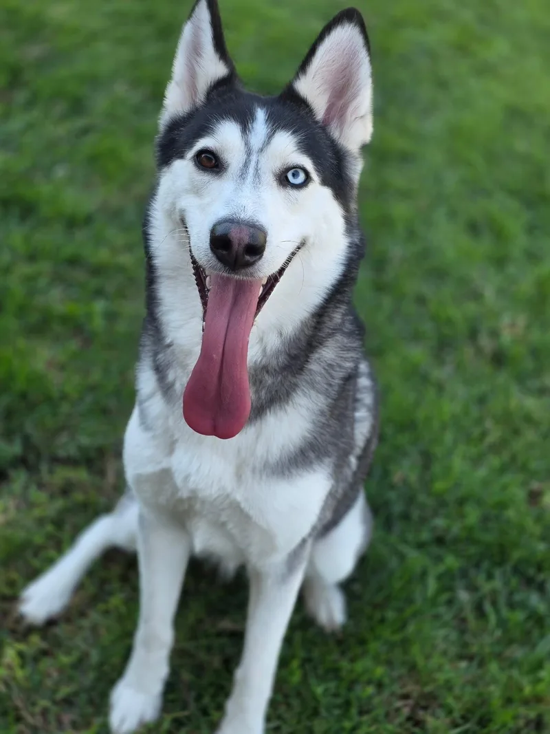 An adult medium-sized female Siberian Husky dog named Mollie for adoption in Manteca, CA