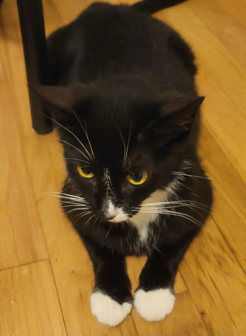 An adult medium-sized female Domestic Short Hair cat named Pawsha for adoption in Eugene, OR