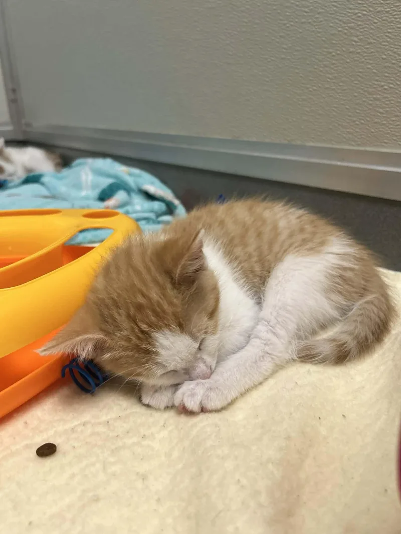 A young medium-sized male White Domestic Short Hair cat named Patrick for adoption in Grand Rapids, MI
