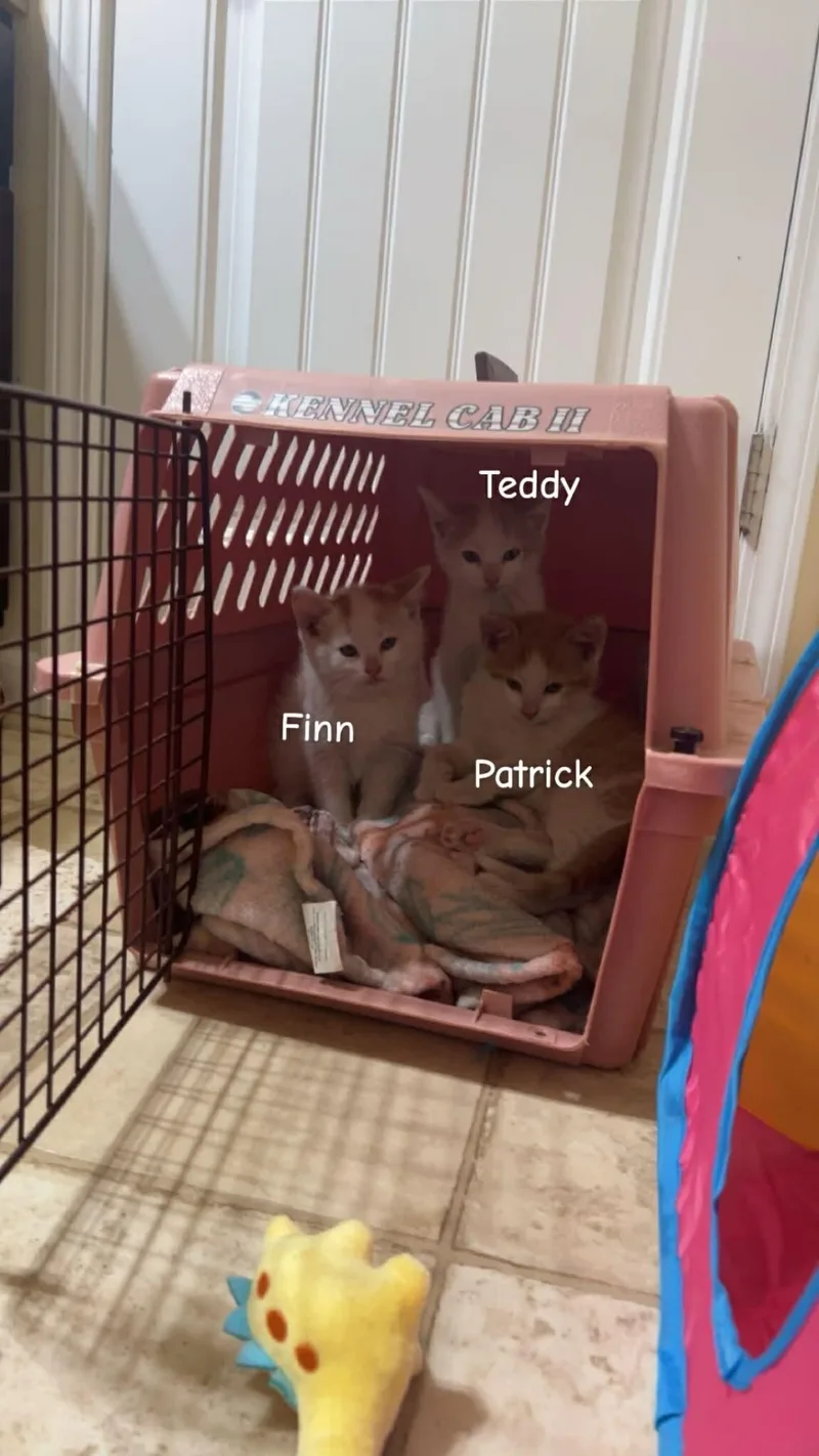 Patrick thumbnail 4