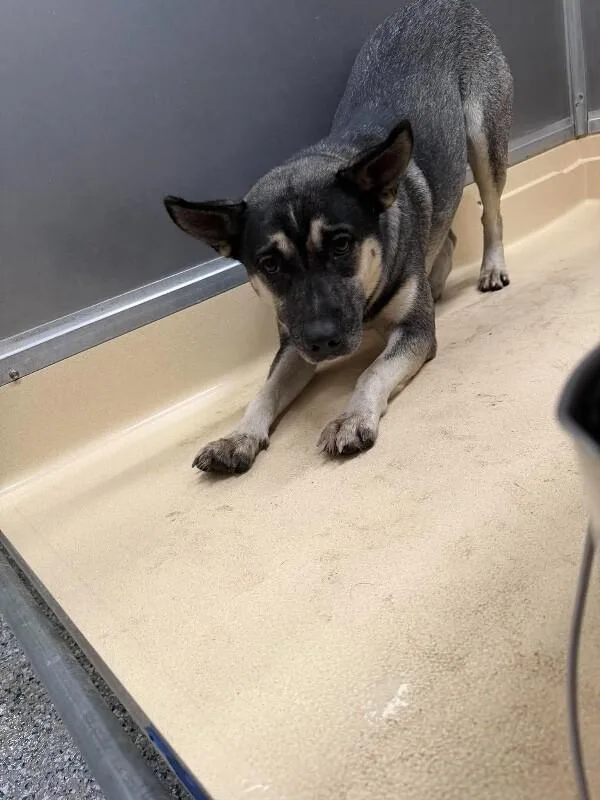 An adult medium-sized female Husky dog named Unknown for adoption in Burgaw, NC