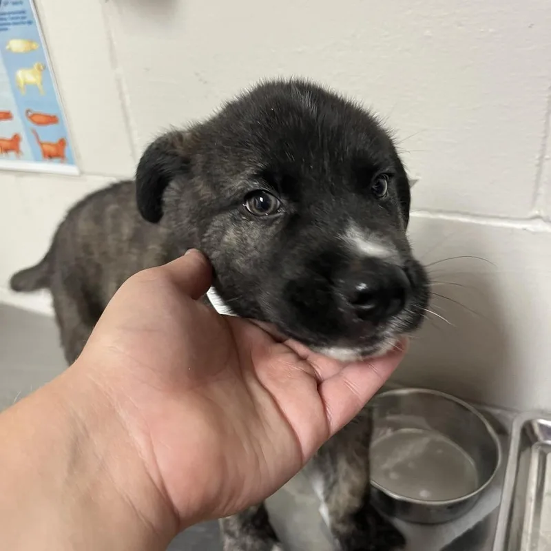 A baby small-sized male Brindle Husky dog named King Triton for adoption in Birmingham, AL
