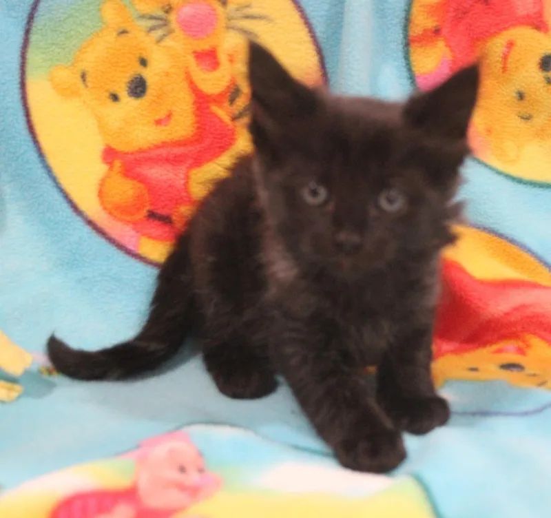 A baby medium-sized female Domestic Medium Hair cat named Calypso for adoption in Vacaville, CA