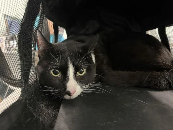 An adult medium-sized male Domestic Short Hair cat named Adam for adoption in Ridgewood, NY