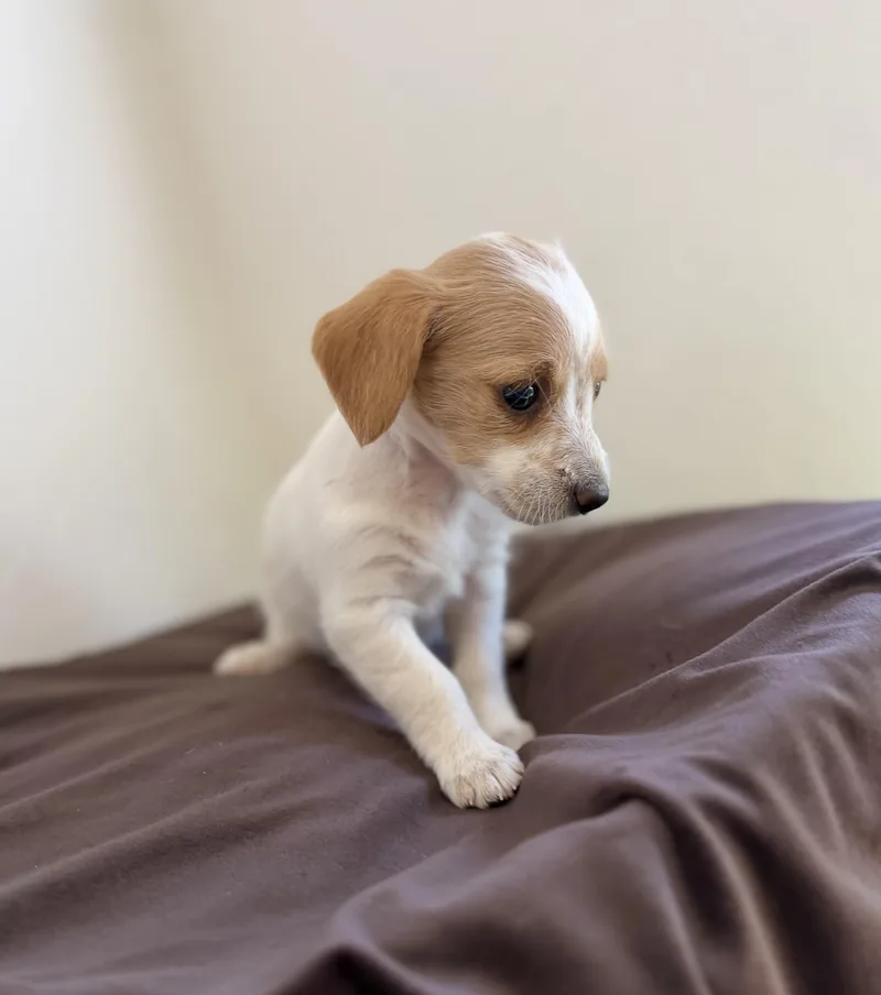 Daisy doo