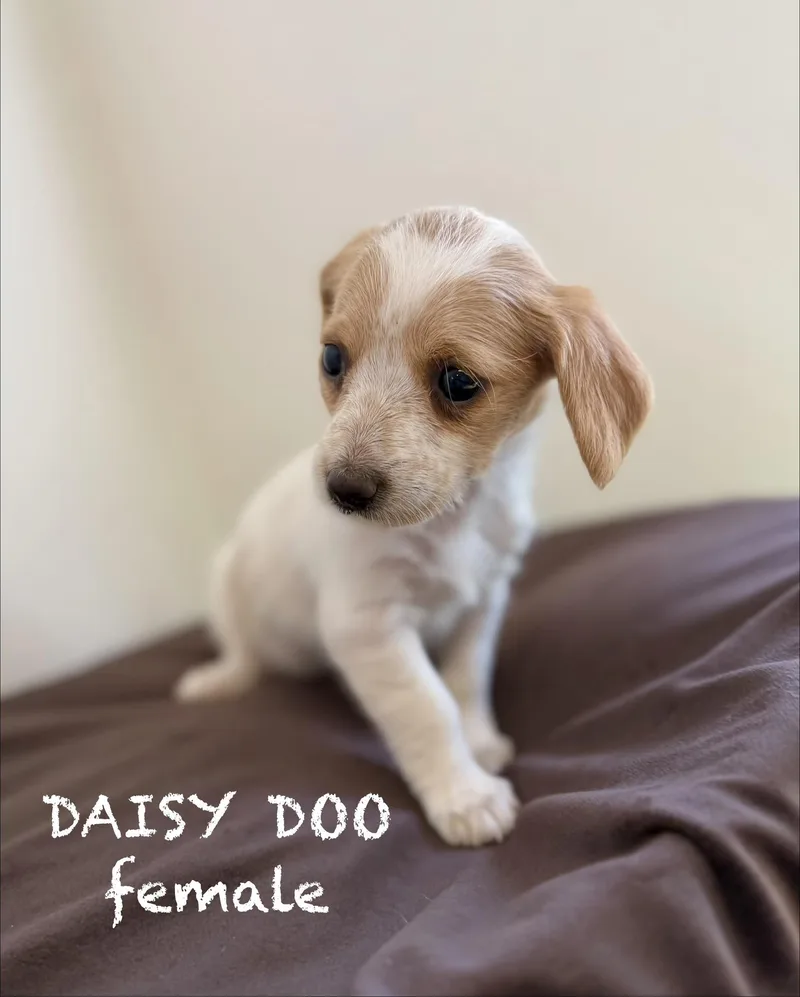 Daisy doo thumbnail 3