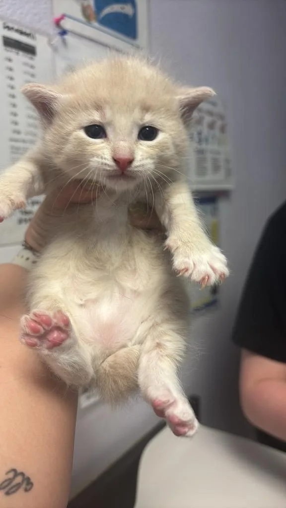 A baby medium-sized female Domestic Short Hair cat named Nala for adoption in New Braunfels, TX