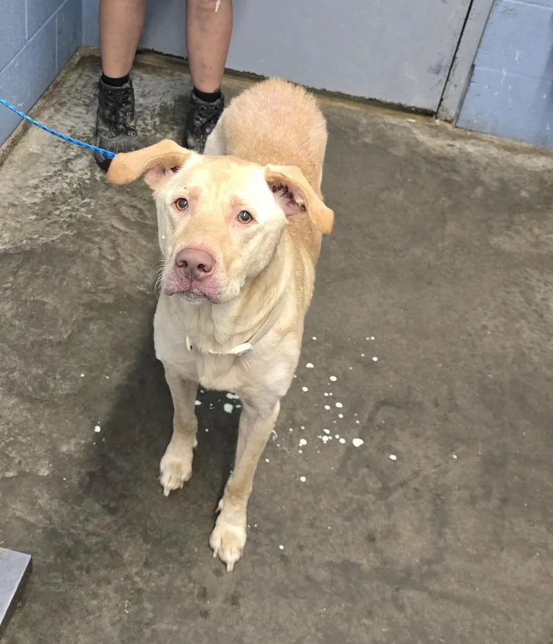 An adult large-sized male Yellow / Tan / Blond / Fawn Labrador Retriever dog named Chicken Nugget for adoption in Evansville, IN