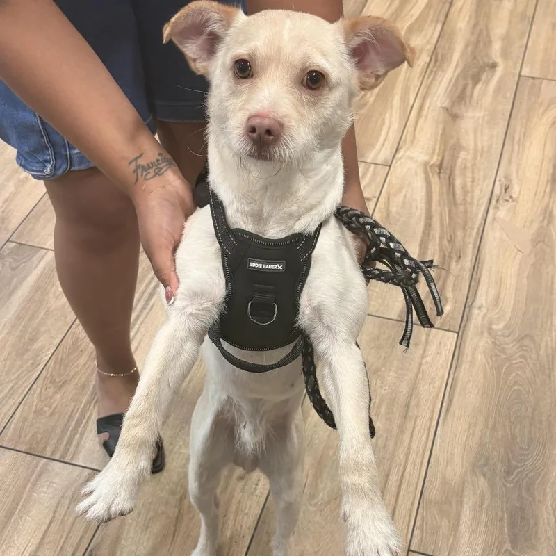 An adult small-sized male Apricot / Beige Mixed Breed dog named Blue Boi for adoption in Newark, NJ
