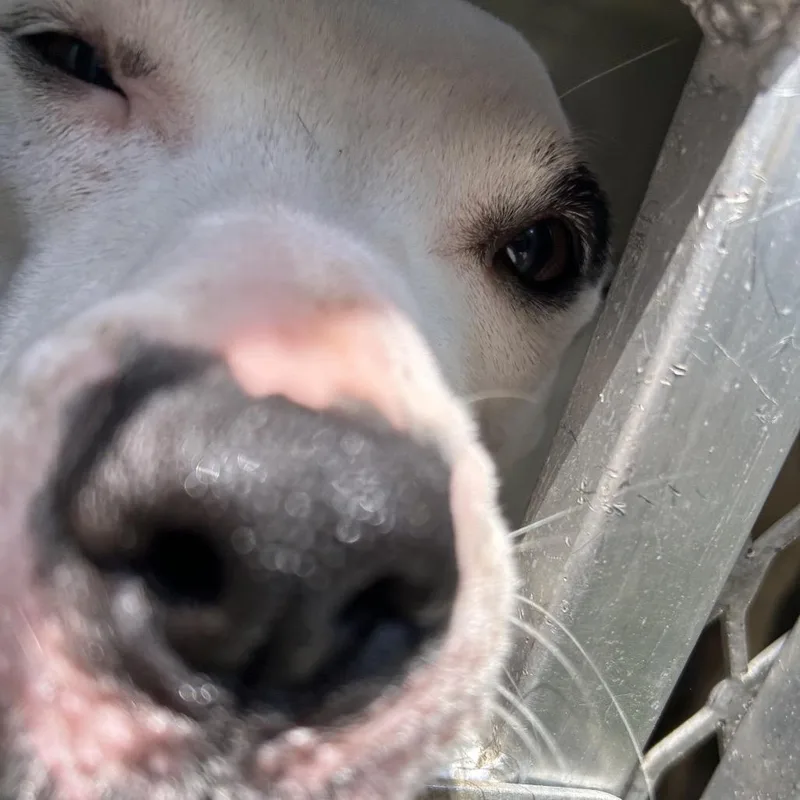 An adult medium-sized female White / Cream Pit Bull Terrier dog named Roxy for adoption in Greensboro, NC