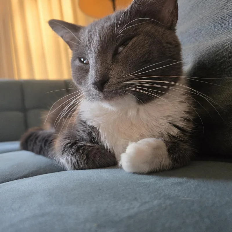 A young medium-sized female Gray / Blue / Silver Domestic Short Hair cat named Watercress for adoption in Evanston, IL
