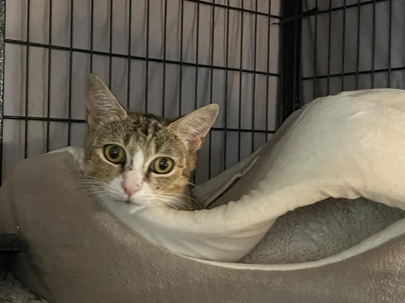 An adult small-sized female Domestic Short Hair cat named Minnie for adoption in Virginia Beach, VA