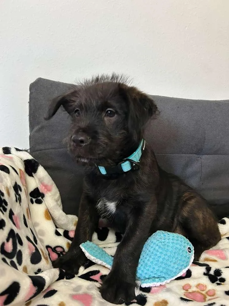 A baby small-sized male Brindle Wirehaired Terrier dog named Biscuit for adoption in South Houston, TX