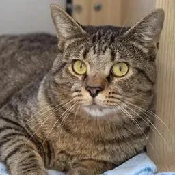 An adult medium-sized male Tabby (Tiger Striped) Domestic Short Hair cat named Clancy for adoption in Pontiac, MI