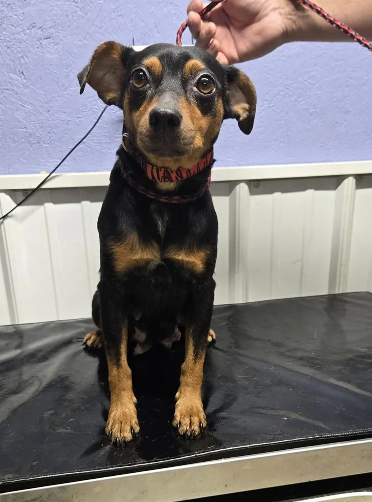 Pepper