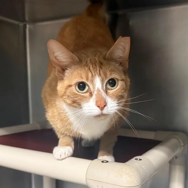 A young medium-sized female Orange / Red Domestic Short Hair cat named Nala for adoption in Hamilton, GA
