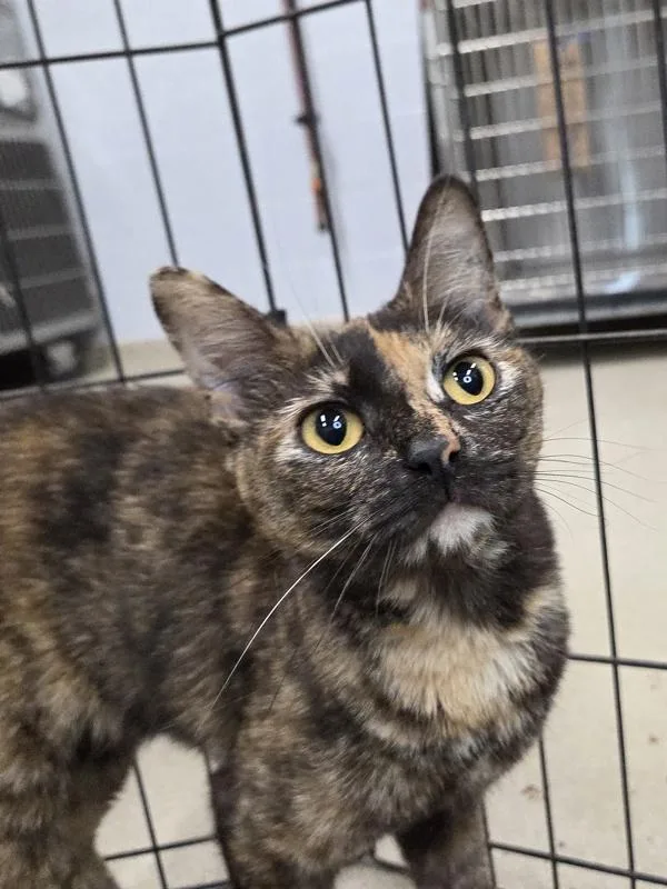 Nova