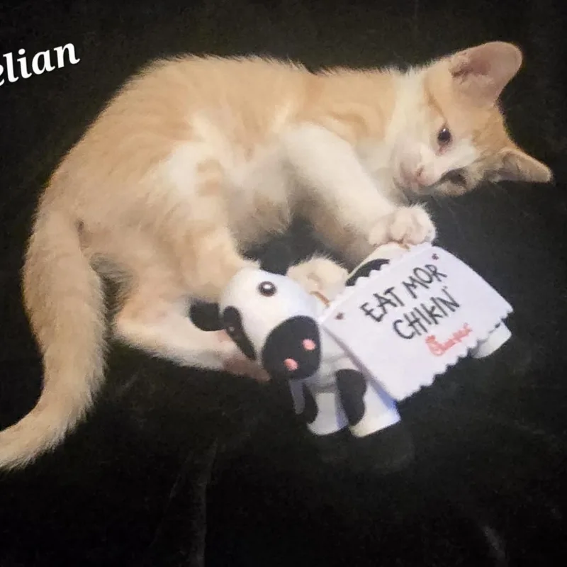 A baby small-sized male Orange & White Domestic Short Hair cat named Carnelian for adoption in Bentonville, AR