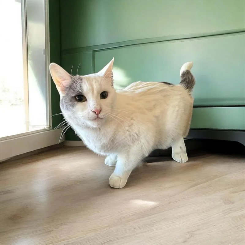 A young small-sized female Gray & White Domestic Medium Hair cat named Magical Pixie for adoption in Mount Laurel, NJ