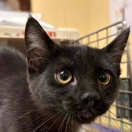 A baby small-sized female Black Domestic Short Hair cat named Miso for adoption in Woodinville, WA