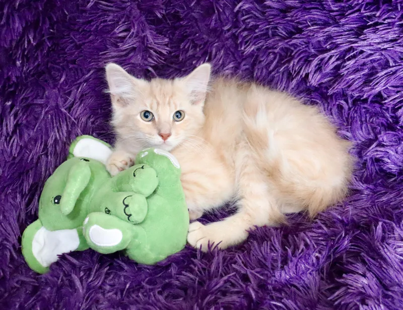A baby large-sized male Buff / Tan / Fawn Maine Coon cat named Cider for adoption in Saint Augustine, FL