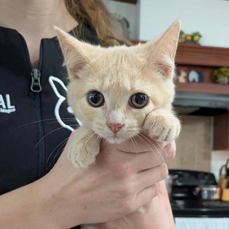 A baby small-sized male Cream / Ivory Domestic Short Hair cat named Gruyere for adoption in Ocala, FL