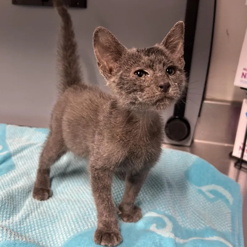 A baby small-sized female Gray / Blue / Silver Domestic Short Hair cat named Bluey for adoption in League City, TX