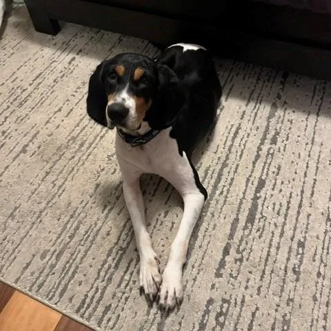 An adult medium-sized female Black and Tan Coonhound dog named Mayci for adoption in Normal, IL