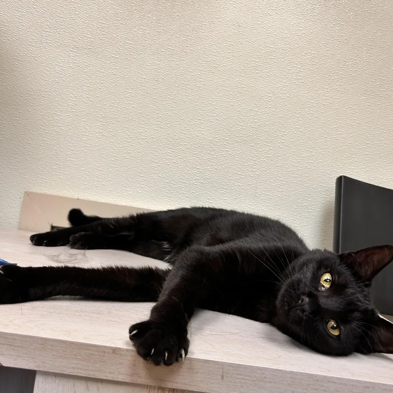 A young medium-sized female Black Domestic Short Hair cat named River for adoption in Myerstown, PA