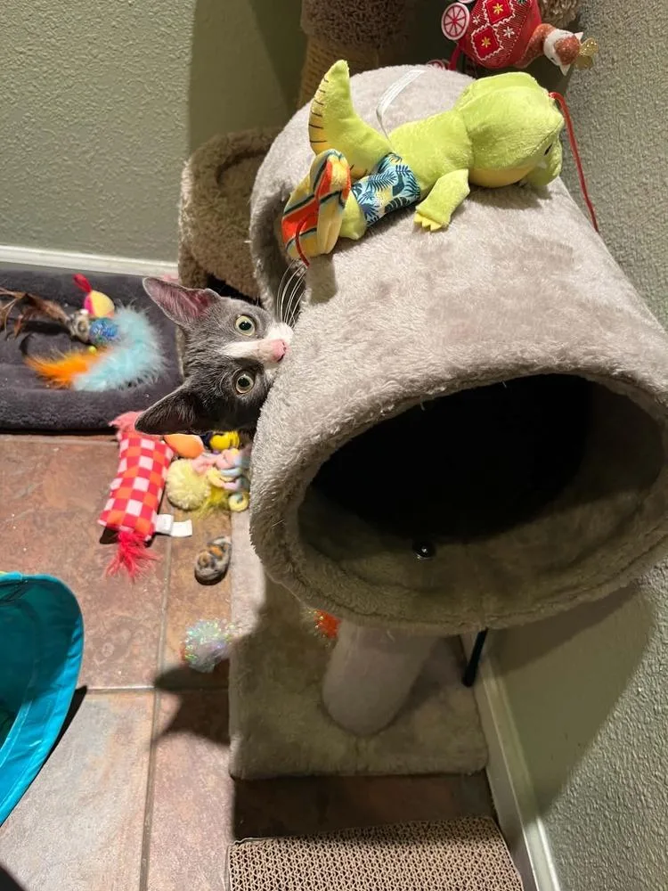 A young medium-sized male Gray & White Domestic Short Hair cat named Skeletor for adoption in Sedalia, CO