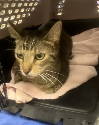 A young small-sized male Domestic Short Hair cat named Honey for adoption in Palm Coast, FL