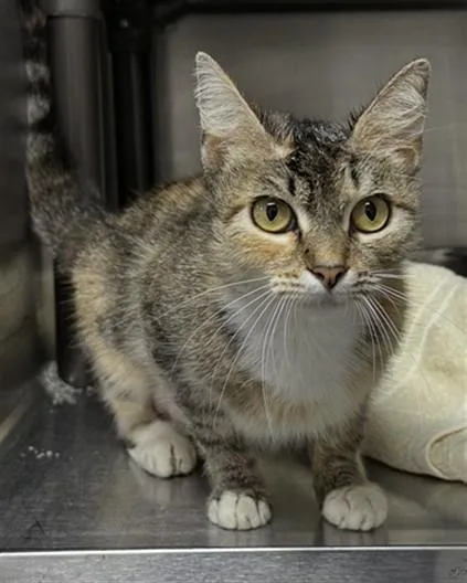 A young medium-sized female Domestic Short Hair cat named Genevieve for adoption in Augusta, GA