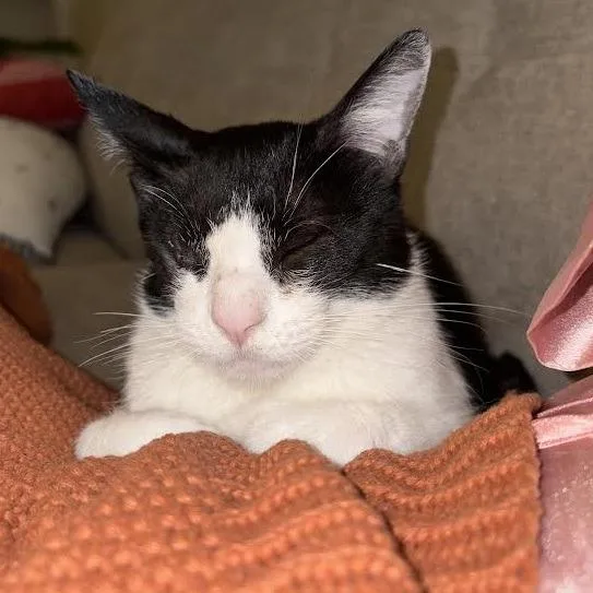 Nugget Mvp thumbnail 2