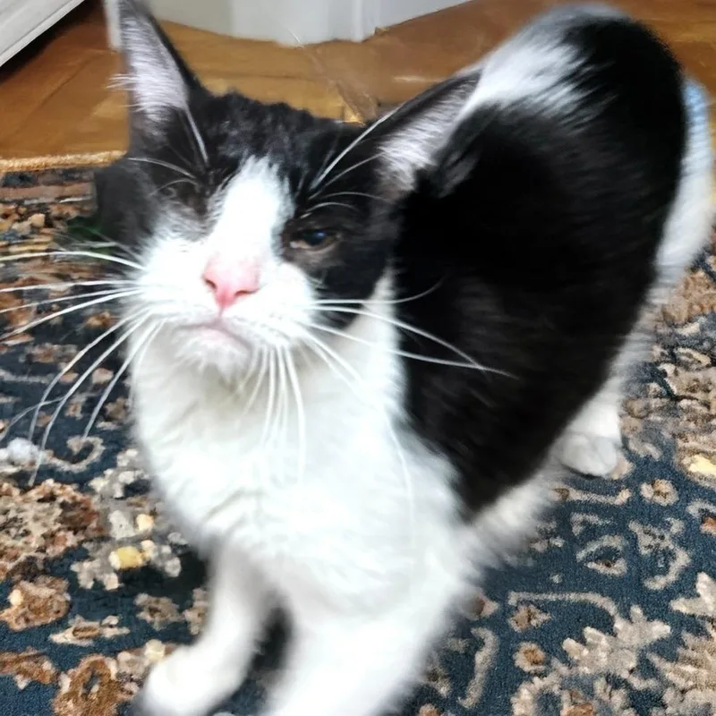 Nugget Mvp thumbnail 3