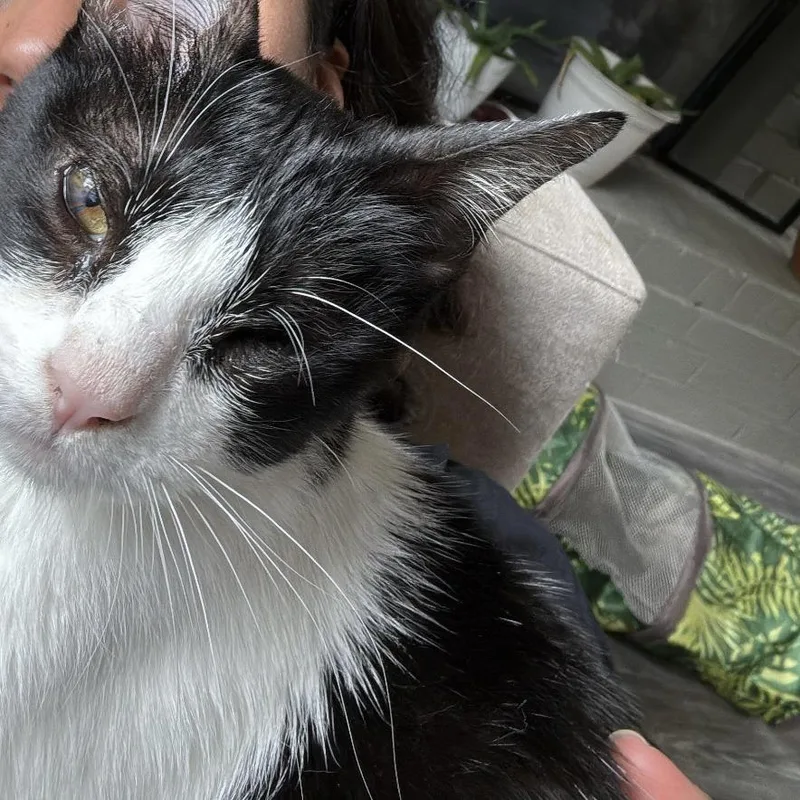 Nugget Mvp thumbnail 4