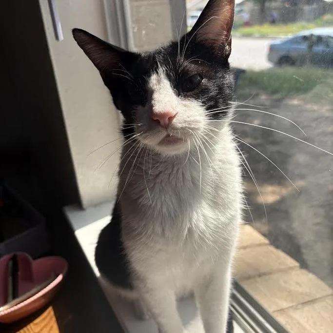 Nugget Mvp thumbnail 5