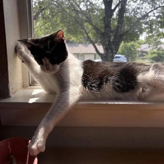 Nugget Mvp thumbnail 6