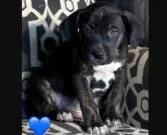 A baby medium-sized male Mixed Breed dog named Newman for adoption in West Chester, PA